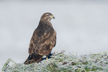 buzzard on a frosty morning