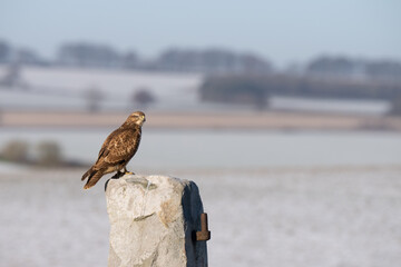 buzzard 