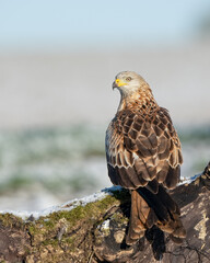 red kite on a cold winters day 