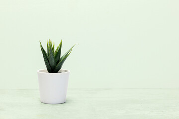  Mini succulents plant in pot on bright light green background, copy space.