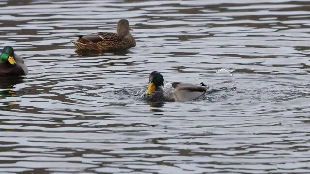 Drake Mallard (Anas platyrhynchos) dunking head under water and feeding. 


