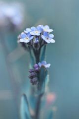 Forget me not flower ( Myosotis arvensis ) closeup on meadow. Spring blue flowering plant.