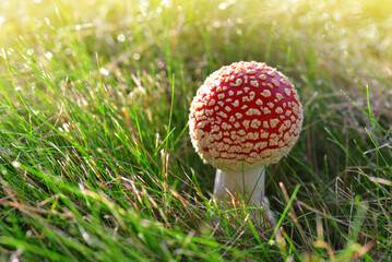 Red mushroom Fly agaric (Amanita Muscaria) in the green grass.