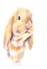 Cute Rabbit with log ears. Lovely red holland lop bunny rabbit portrait looking at the camera. Front view. Realistic watercolor illustration on white background. 