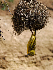 Male Village Weaver (Ploceus cucullatus) the head down on its nest