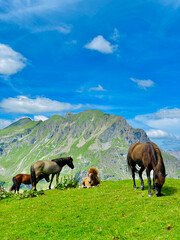 Fototapeta na wymiar Horses, Alps, Herd of Horses, Mountains, Landscape, Austria
