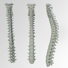 Human Spine Model For Medical Purposes