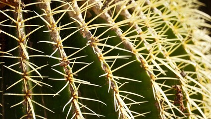 Kaktus zbliżenie makro na roślinę