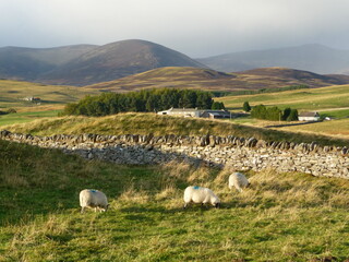 Naklejka premium Glen Fender, Perthshire.