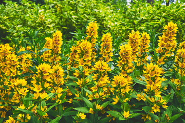 Thickets of wonderful yellow loosestrife flowers in the city park garden