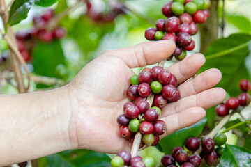 ripe arabica coffee beans on brance tree in farm.green Robusta and arabica coffee berries by...