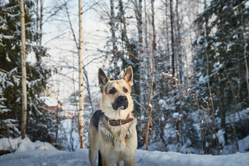 Dog German Shepherd outdoors in the forest in a winter day. Russian guard dog Eastern European Shepherd in nature on the snow and white trees covered snow