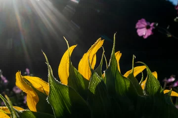Fototapeten close-up of a sunflower © twanwiermans