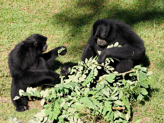 Siamangs (Symphalangus syndactylus) sitting on grass and eating leaves on the ground
