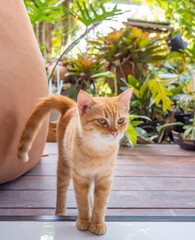 Cute orange tabby kitty cat relaxing in outdoor garden at home
