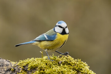 Blue tit sitting on old wood in forest. Looking for food.  Genus species Parus caeruleus.