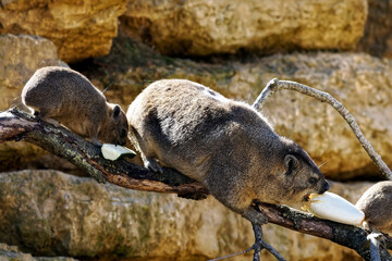 Two rock hyrax (Procavia capensis) also called dassie, Cape hyrax, rock rabbit,  eating vegetable on stone