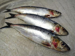 Fresh Whole Sardines
