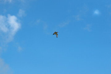 Flying black-tailed godwit in blue sky