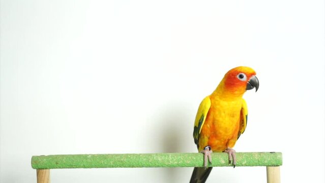 Sun conure parrot or bird Beautiful on white background (Aratinga solstitialis) exotic pet 