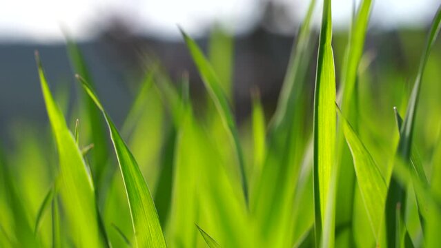 Green grass close-up. Grass swaying in the wind. Green juicy lawn, it's time to cut. Abstract macro shot of blades of green grass