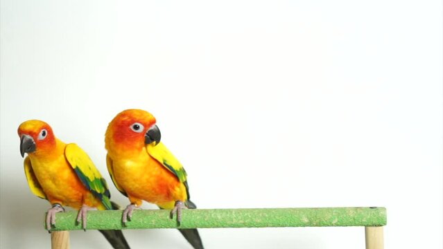 2 Sun conure parrot or bird Beautiful on white background (Aratinga solstitialis) exotic pet adorable, native to amazon