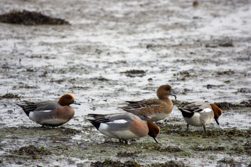 male and female wigeon anas penelope foraging for food on the river bed a low tide