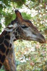 Naklejka na ściany i meble Photo of the head of a giraffe in the zoo for background and decorate wallpaper