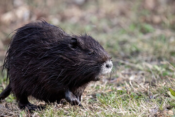 Nutria Myocastor coypus or coypu, is a semiaquatic rodent and invasive species.