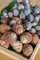 Wood plate with seafood cockle and babylon snails ready to cook or grill
