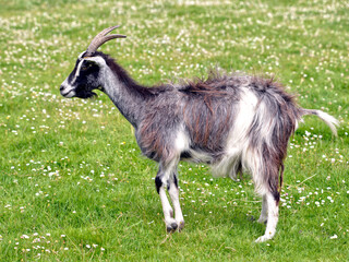 Grey and white goat (Capra aegagrus hircus) long haired on grass and seen from profile 