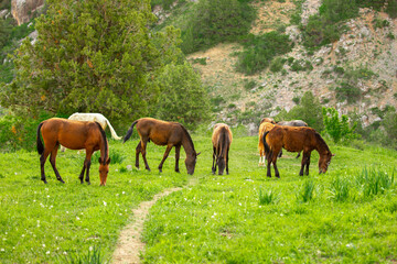 Fototapeta premium Horse and newborn foal on the background of mountains, a herd of horses graze in a meadow in summer and spring, the concept of cattle breeding, with place for text.