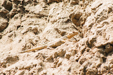 Common lizard hide blends camouflage on rocks in pantishara gorge. VAshlovani national park in Georgia