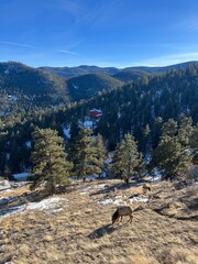 Herd Of Elk In The Mountains In Evergreen Colorado