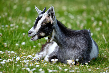 Black and white goat (Capra aegagrus hircus) lying on the flowering grass 