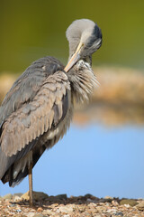 Great blue heron cleaning feathers