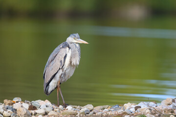 Great blue heron