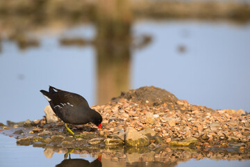 Common moorhen in nature