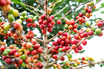 red berries coffee on a branch.