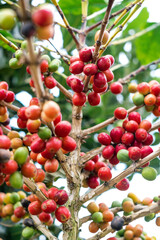 red berries coffee on a branch.