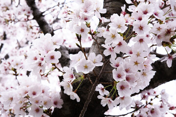 満開の桜