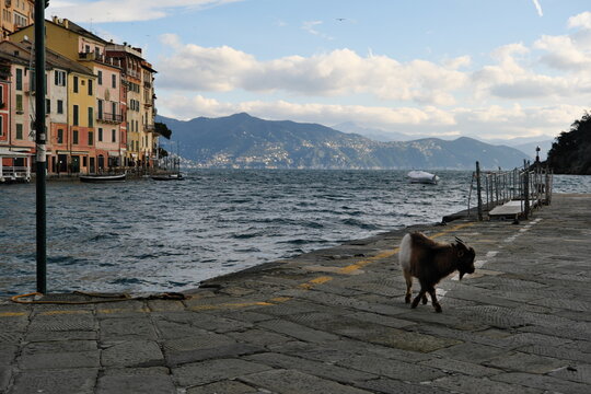 A Portofino una capra nana gira indisturbata lungo il porticciolo