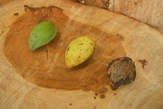transformation fruits of terminalia catappa with wooden background on close up view