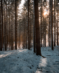 Winterwald 