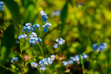 Spring flowers under the rays of sunlight. Lilac flower close-up. Beautiful landscape of nature. Hi spring. Beautiful flowers on a green meadow.