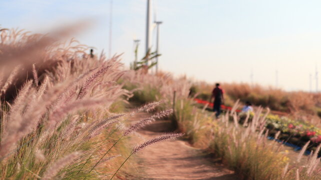 path in the field