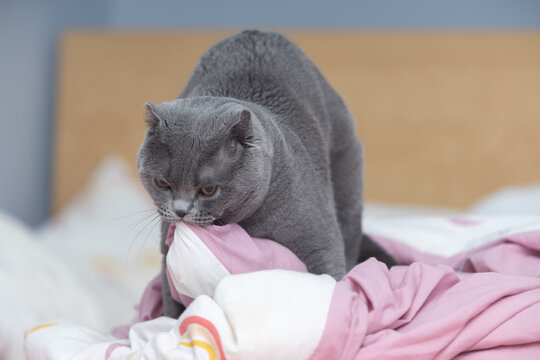 Scottish fold cat playing with a blanket. 