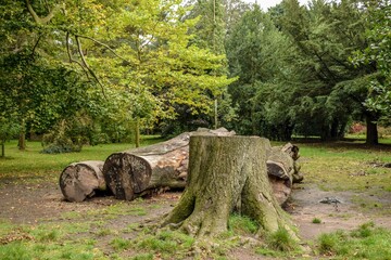 &Aacute;rbol cortado