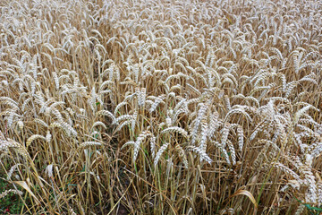 Wheat crop growing in a field