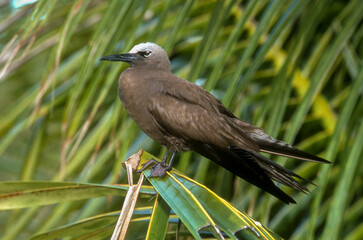 Noddi brun,.Anous stolidus , Brown Noddy, Iles Seychelles